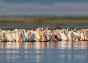Pelican Watch στις Πρέσπες: Μια εφαρμογή που κάνει τους πολίτες συμμέτοχους στην προστασία των πελεκάνων