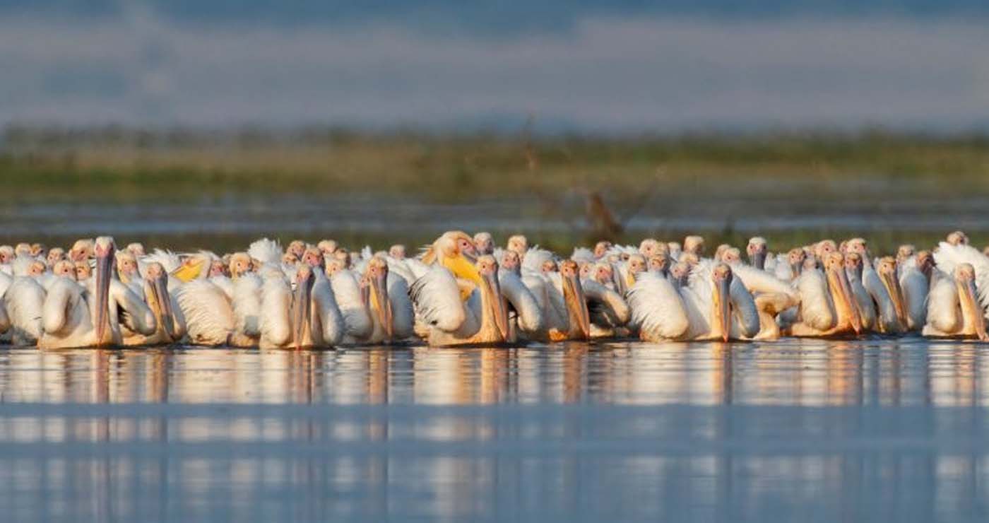 Pelican Watch στις Πρέσπες: Μια εφαρμογή που κάνει τους πολίτες συμμέτοχους στην προστασία των πελεκάνων