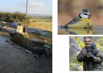 Πρωινό στο βουνό με τον φωτογράφο πουλιών Γιώργο Κωστικίδη – Μιλά για τη φωτογράφηση στο βουνό (Βίντεο)