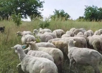 Ο τσοπάνης με τη Ferrari – 2 αγρότες φέρονται να εισέπραξαν επιδοτήσεις ύψους 1,7 εκ,