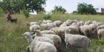 Ο τσοπάνης με τη Ferrari – 2 αγρότες φέρονται να εισέπραξαν επιδοτήσεις ύψους 1,7 εκ,