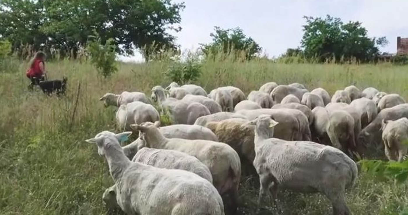 Ο τσοπάνης με τη Ferrari – 2 αγρότες φέρονται να εισέπραξαν επιδοτήσεις ύψους 1,7 εκ,