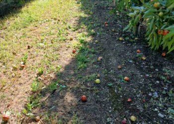 Συναγερμός στο Αμύνταιο: Πάγος και βροχές «αφανίζουν» τη σοδειά ροδάκινου