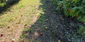 Συναγερμός στο Αμύνταιο: Πάγος και βροχές «αφανίζουν» τη σοδειά ροδάκινου