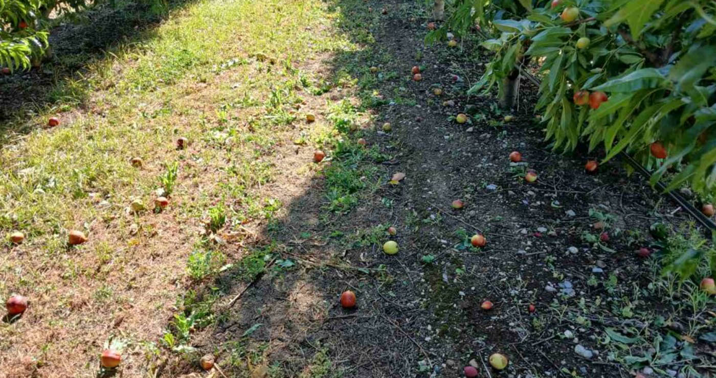 Συναγερμός στο Αμύνταιο: Πάγος και βροχές «αφανίζουν» τη σοδειά ροδάκινου