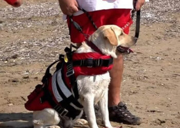 Τετράποδη ναυαγοσώστρια του Ελληνικού Ερυθρού Σταυρού έχει κάνει δεκάδες διασώσεις