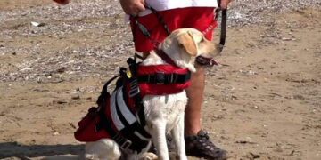 Τετράποδη ναυαγοσώστρια του Ελληνικού Ερυθρού Σταυρού έχει κάνει δεκάδες διασώσεις