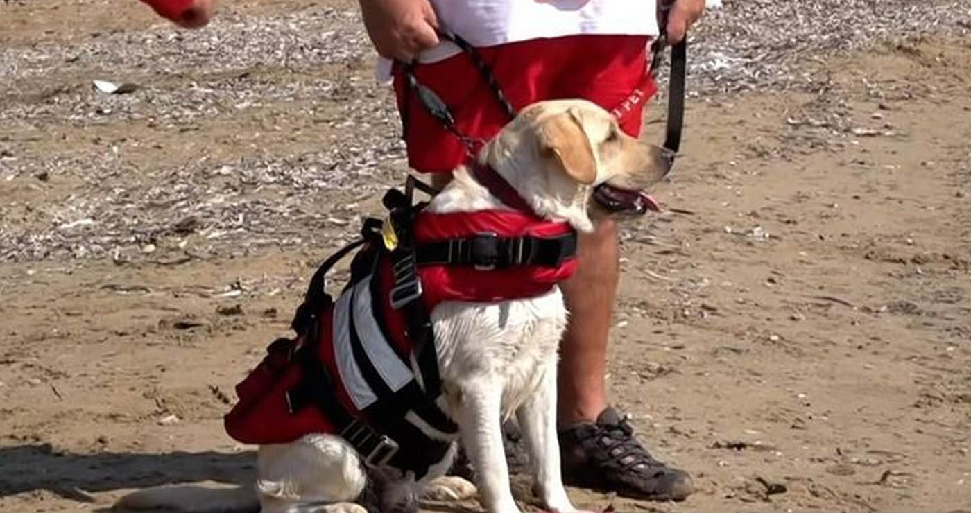 Τετράποδη ναυαγοσώστρια του Ελληνικού Ερυθρού Σταυρού έχει κάνει δεκάδες διασώσεις