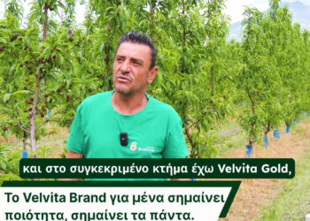 Από τη Γριτσάνη Βελβεντού στο ράφι της Ευρώπης, με την υπογραφή Velvita Gold (Βίντεο)