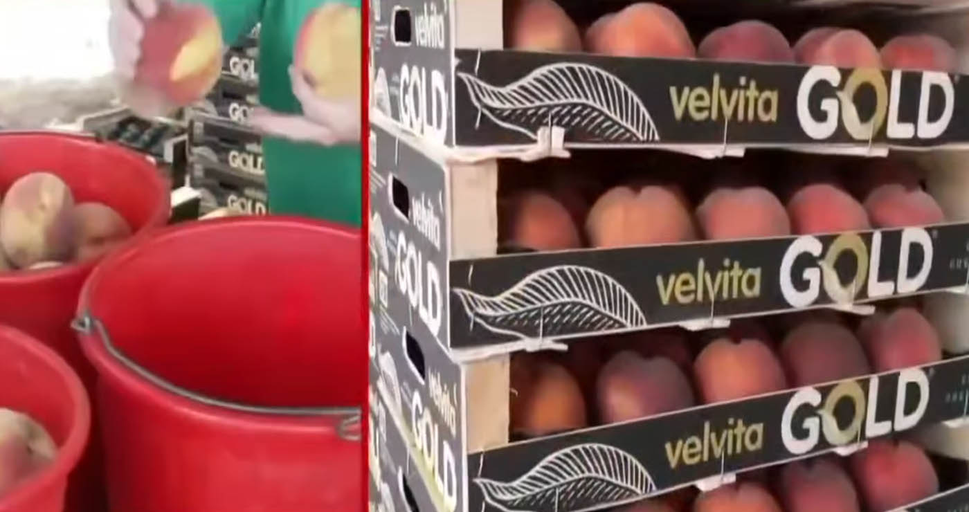 “Φλέβα χρυσού” κάποιες ποικιλίες ροδάκινων από το Βελβεντό (Βίντεο)