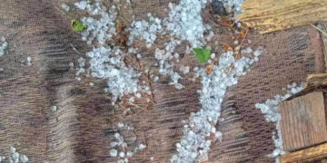 Χαλάζι σε μέγεθος φουντουκιού «σάρωσε» τις καλλιέργειες στον Αντιγόνο Αμυνταίου