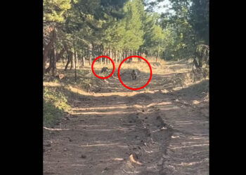 Βίντεο κατέγραψε… οικογενειακή βόλτα αρκούδας με το μικρό της στο Κουρί Πτολεμαΐδας