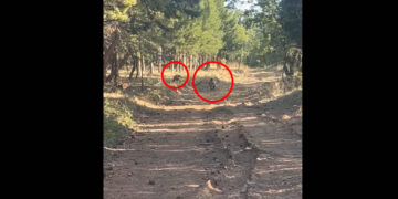 Βίντεο κατέγραψε… οικογενειακή βόλτα αρκούδας με το μικρό της στο Κουρί Πτολεμαΐδας