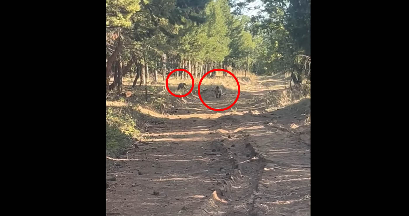 Βίντεο κατέγραψε… οικογενειακή βόλτα αρκούδας με το μικρό της στο Κουρί Πτολεμαΐδας