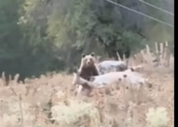 Γρεβενά: Αρκούδα κατασπαράζει νεκρή αγελάδα – Σοκαριστικό βίντεο