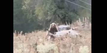 Γρεβενά: Αρκούδα κατασπαράζει νεκρή αγελάδα – Σοκαριστικό βίντεο