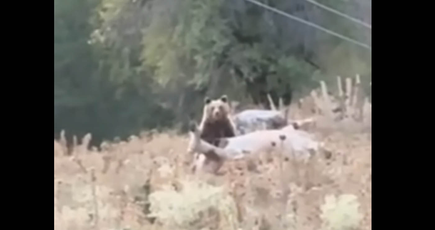Γρεβενά: Αρκούδα κατασπαράζει νεκρή αγελάδα – Σοκαριστικό βίντεο