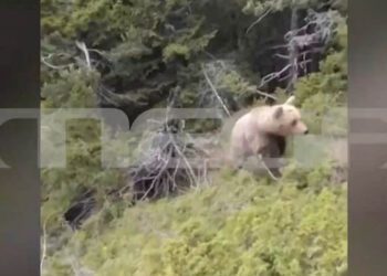 Δράμα: Βίντεο ντοκουμέντο από τη θανατηφόρα επίθεση της αρκούδας