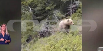 Δράμα: Βίντεο ντοκουμέντο από τη θανατηφόρα επίθεση της αρκούδας