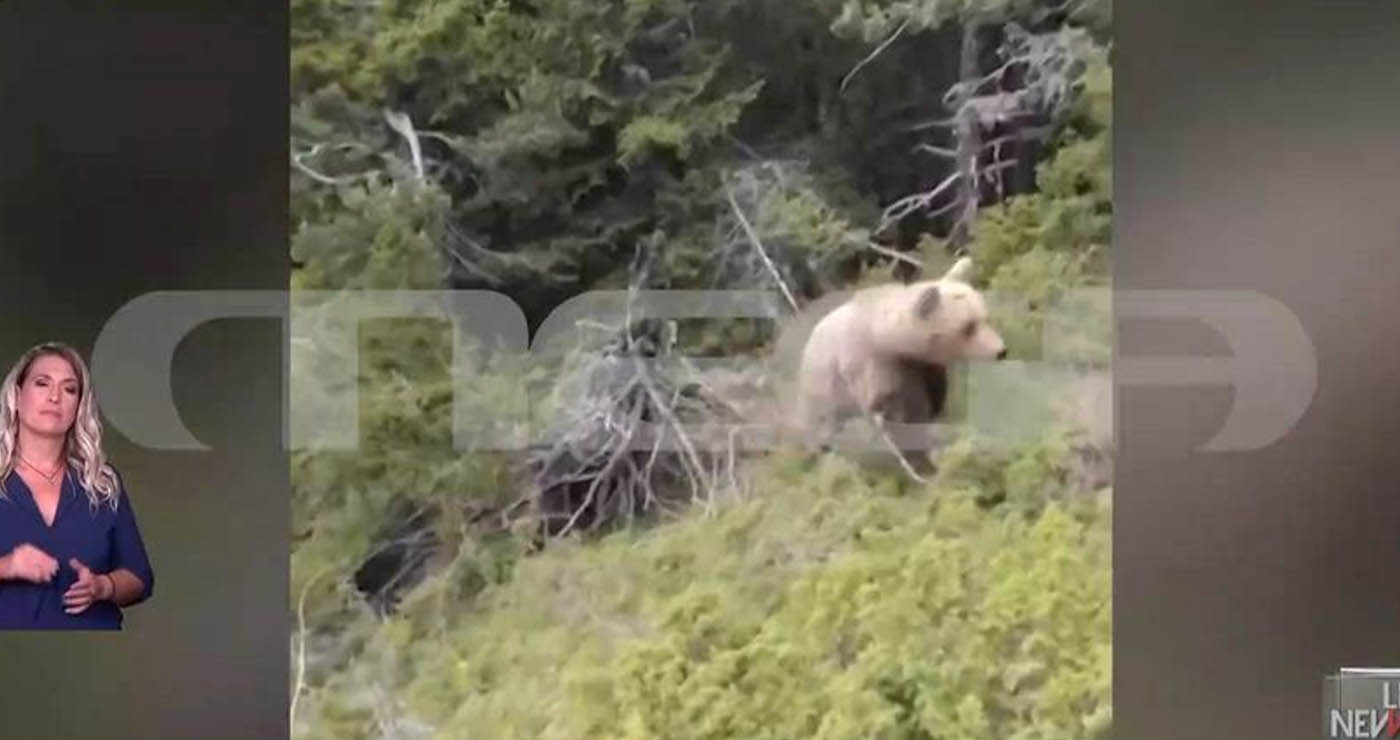 Δράμα: Βίντεο ντοκουμέντο από τη θανατηφόρα επίθεση της αρκούδας