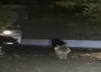 Τρίκαλα: Αρκούδα κάνει περίπατο μέσα στην πόλη