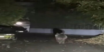 Τρίκαλα: Αρκούδα κάνει περίπατο μέσα στην πόλη