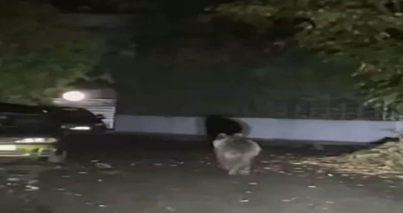 Τρίκαλα: Αρκούδα κάνει περίπατο μέσα στην πόλη