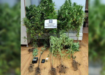 Κοζάνη: 39χρονος συνελήφθη με 14 δενδρύλλια κάνναβης ύψους έως 1,63 μ. και «σοκολάτα» στο σπίτι