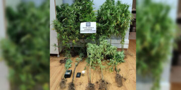 Κοζάνη: 39χρονος συνελήφθη με 14 δενδρύλλια κάνναβης ύψους έως 1,63 μ. και «σοκολάτα» στο σπίτι