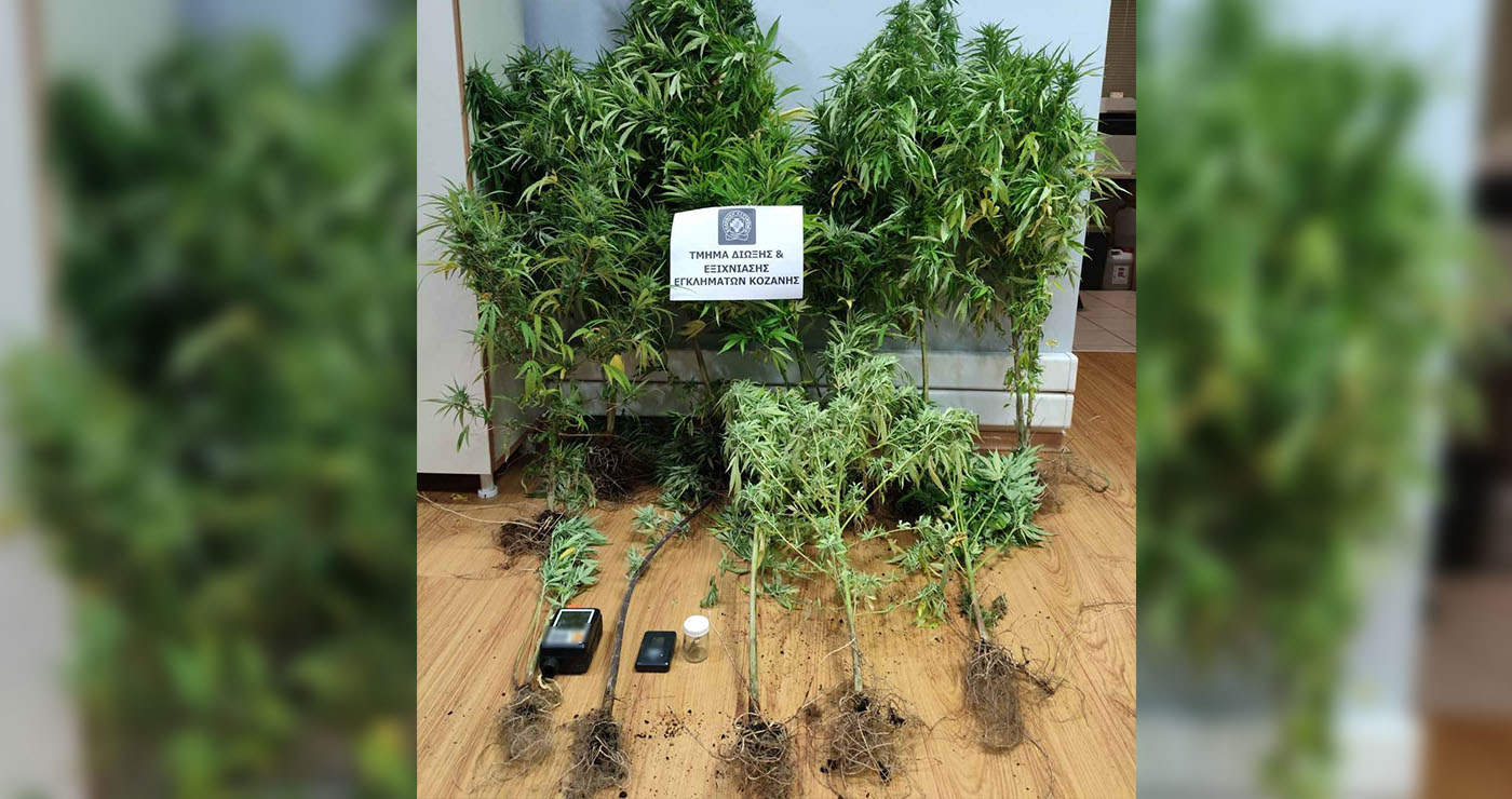 Κοζάνη: 39χρονος συνελήφθη με 14 δενδρύλλια κάνναβης ύψους έως 1,63 μ. και «σοκολάτα» στο σπίτι