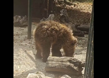 Αρκτούρος: Η Κίρκη στάθηκε ξανά στα πόδια της (Βίντεο)