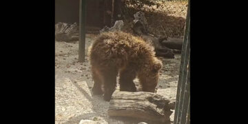 Αρκτούρος: Η Κίρκη στάθηκε ξανά στα πόδια της (Βίντεο)