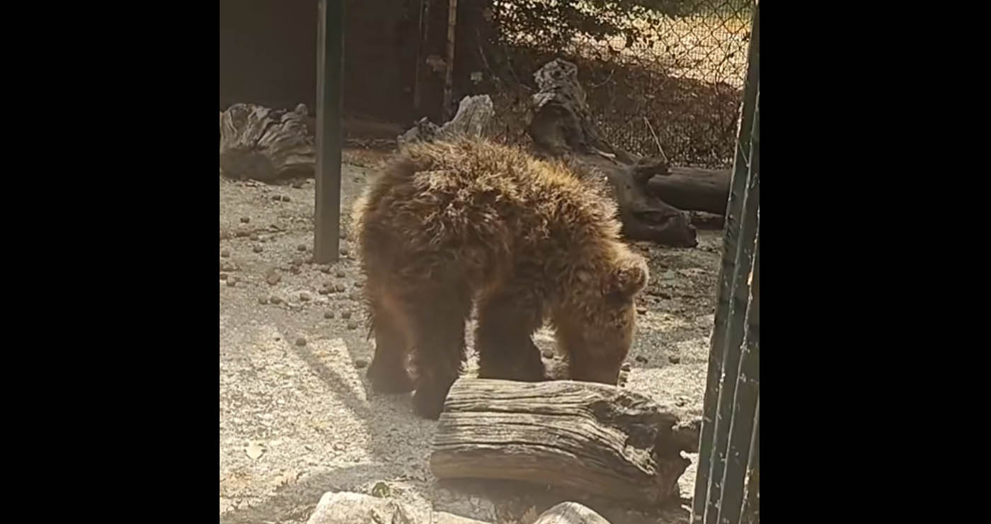 Αρκτούρος: Η Κίρκη στάθηκε ξανά στα πόδια της (Βίντεο)
