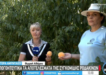 Αμύνταιο: Αποκαρδιωτικά τα αποτελέσματα της συγκομιδής ροδάκινων στη Βεγόρα