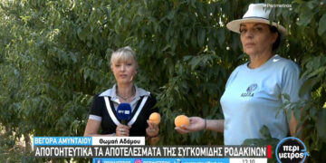 Αμύνταιο: Αποκαρδιωτικά τα αποτελέσματα της συγκομιδής ροδάκινων στη Βεγόρα