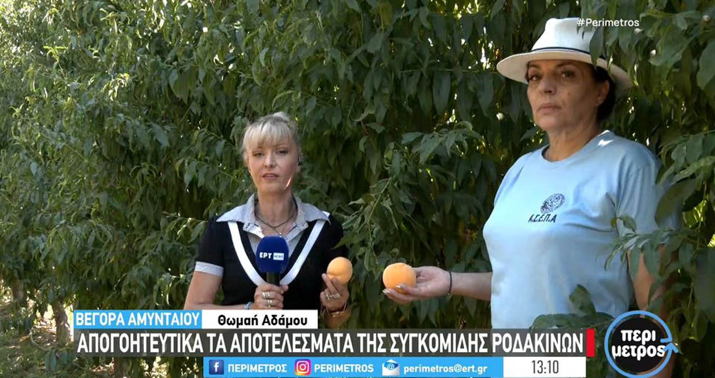 Αμύνταιο: Αποκαρδιωτικά τα αποτελέσματα της συγκομιδής ροδάκινων στη Βεγόρα