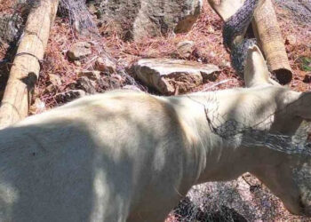 Καστοριά: Ελάφι εγκλωβίστηκε σε σύρματα – Σώθηκε χάρη στην άμεση επέμβαση (Βίντεο)