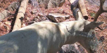 Καστοριά: Ελάφι εγκλωβίστηκε σε σύρματα – Σώθηκε χάρη στην άμεση επέμβαση (Βίντεο)