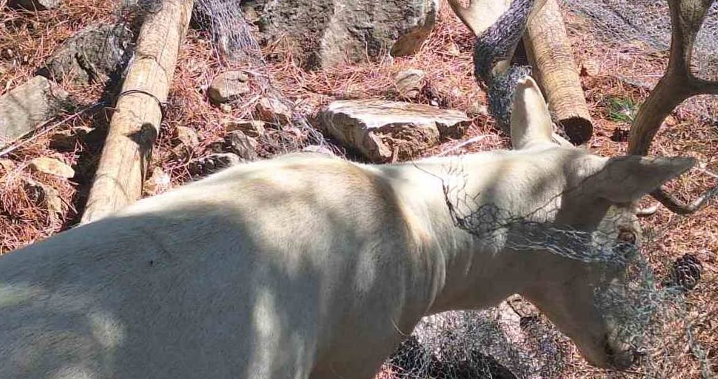 Καστοριά: Ελάφι εγκλωβίστηκε σε σύρματα – Σώθηκε χάρη στην άμεση επέμβαση (Βίντεο)