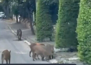 Αγριογούρουνα στους δρόμους κυκλοφορούν σε Εκάλη και Θρακομακεδόνες