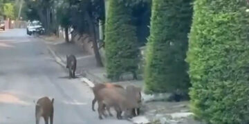 Αγριογούρουνα στους δρόμους κυκλοφορούν σε Εκάλη και Θρακομακεδόνες