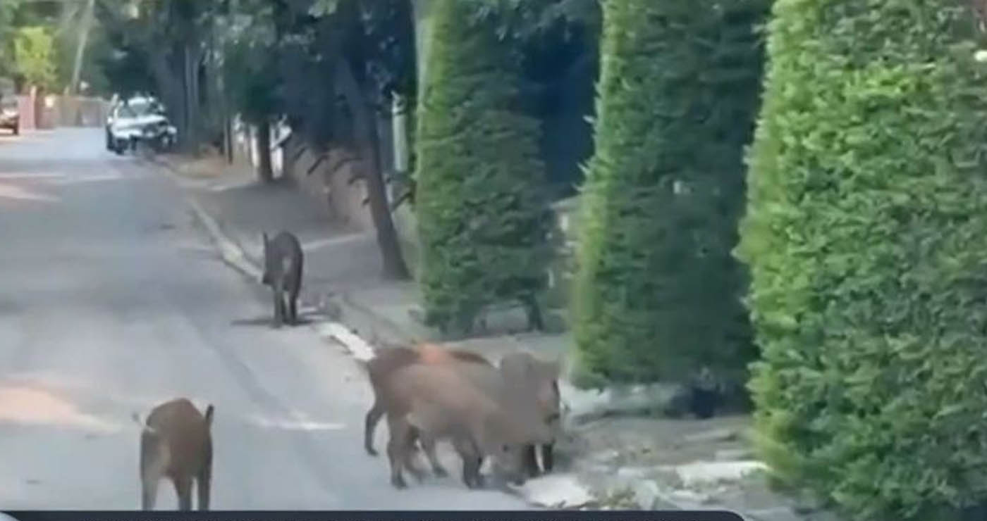 Αγριογούρουνα στους δρόμους κυκλοφορούν σε Εκάλη και Θρακομακεδόνες