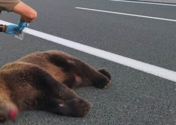 Τροχαίο ατύχημα στο δρόμο Πτολεμαΐδας-Κοζάνης – Σκοτώθηκε αρκούδα