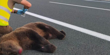 Τροχαίο ατύχημα στο δρόμο Πτολεμαΐδας-Κοζάνης – Σκοτώθηκε αρκούδα