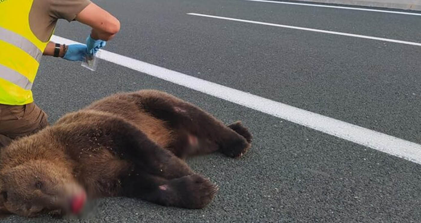 Τροχαίο ατύχημα στο δρόμο Πτολεμαΐδας-Κοζάνης – Σκοτώθηκε αρκούδα