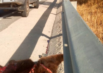 Νεκρό αρκουδάκι στην άσφαλτο – Την προσοχή των οδηγών εφιστούν οι κυνηγοί Εορδαίας