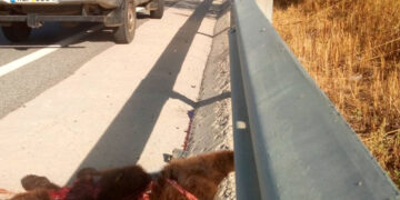 Νεκρό αρκουδάκι στην άσφαλτο – Την προσοχή των οδηγών εφιστούν οι κυνηγοί Εορδαίας