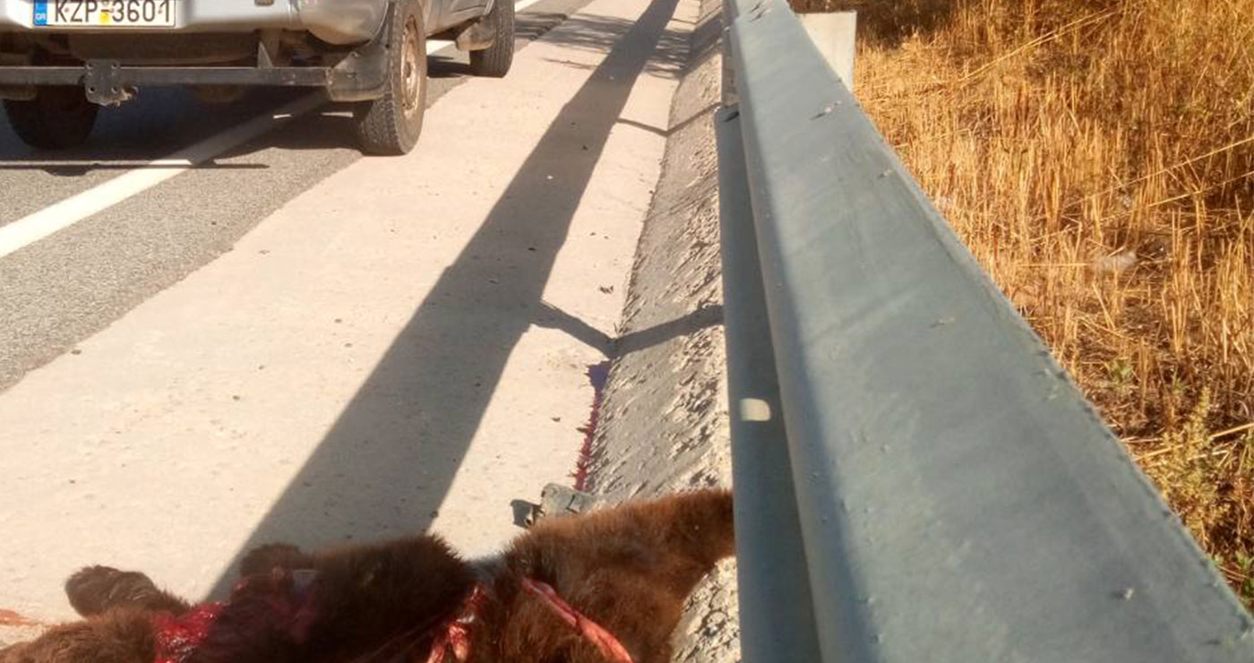 Νεκρό αρκουδάκι στην άσφαλτο – Την προσοχή των οδηγών εφιστούν οι κυνηγοί Εορδαίας