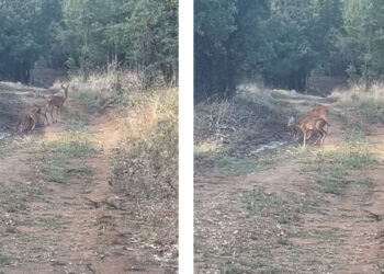 Η απόλυτη αρμονία της φύσης – Βίντεο με 3 ελάφια στο Κουρί Πτολεμαΐδας