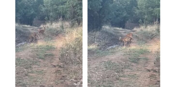 Η απόλυτη αρμονία της φύσης – Βίντεο με 3 ελάφια στο Κουρί Πτολεμαΐδας